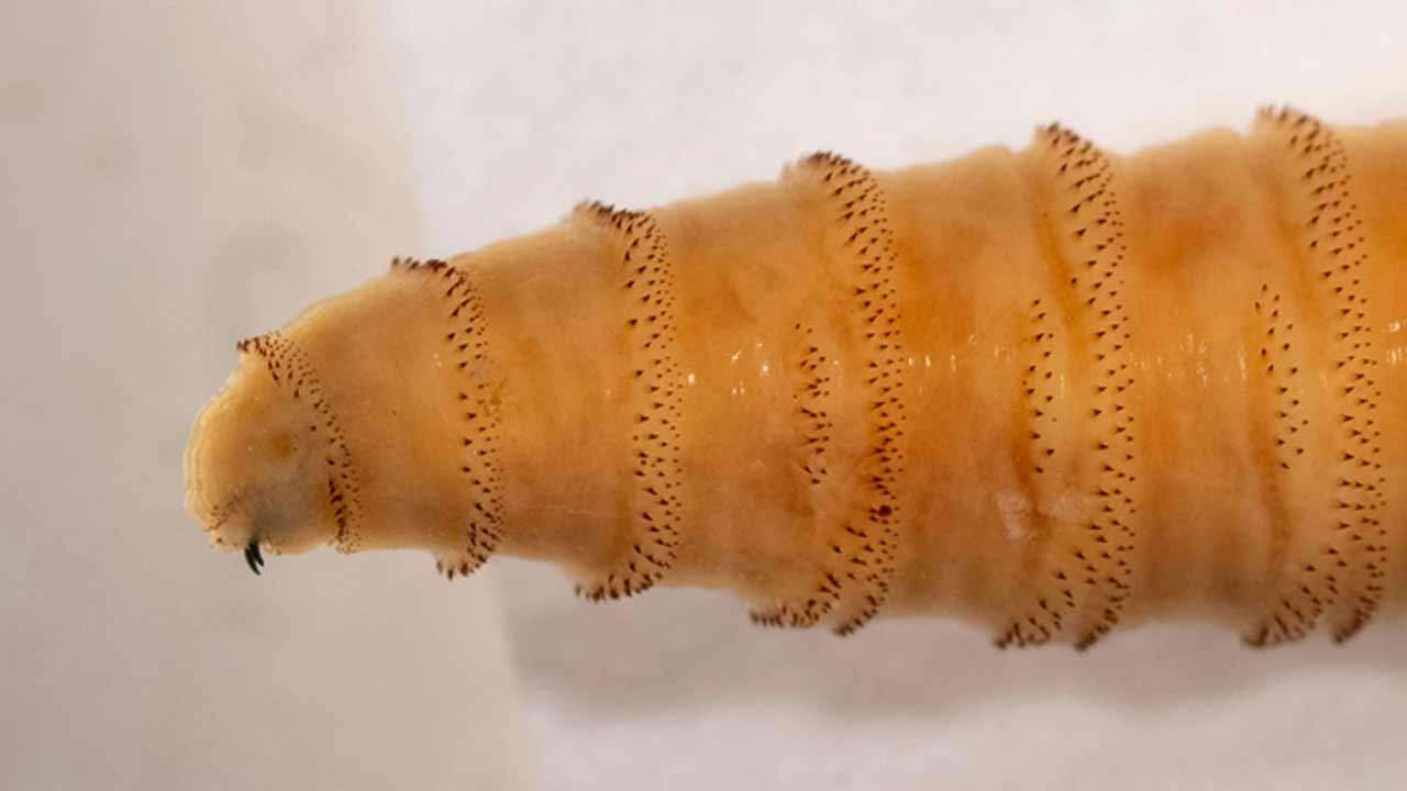 மனித சதை உண்ணும் ஒட்டுண்ணி புழு 