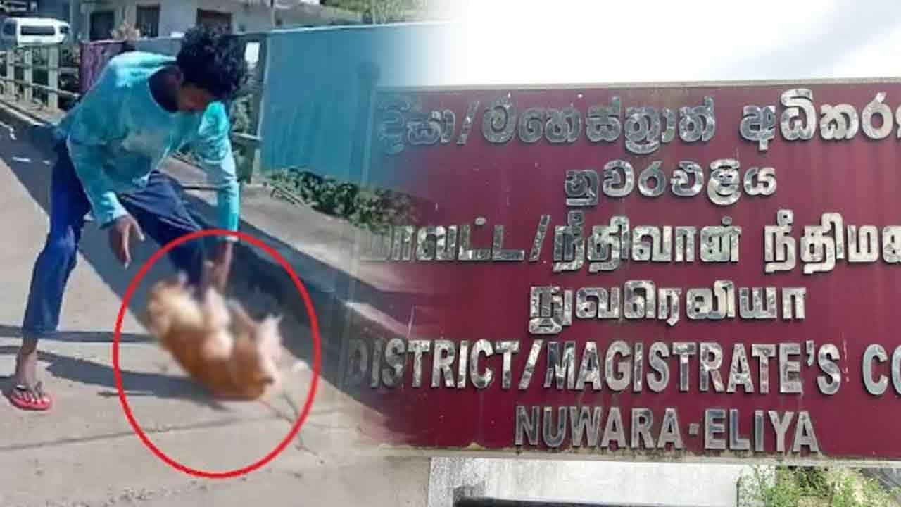 நானுஓயாவில் நாயை சித்திரவதை செய்த இளைஞனுக்கு விளக்கமறியல்  