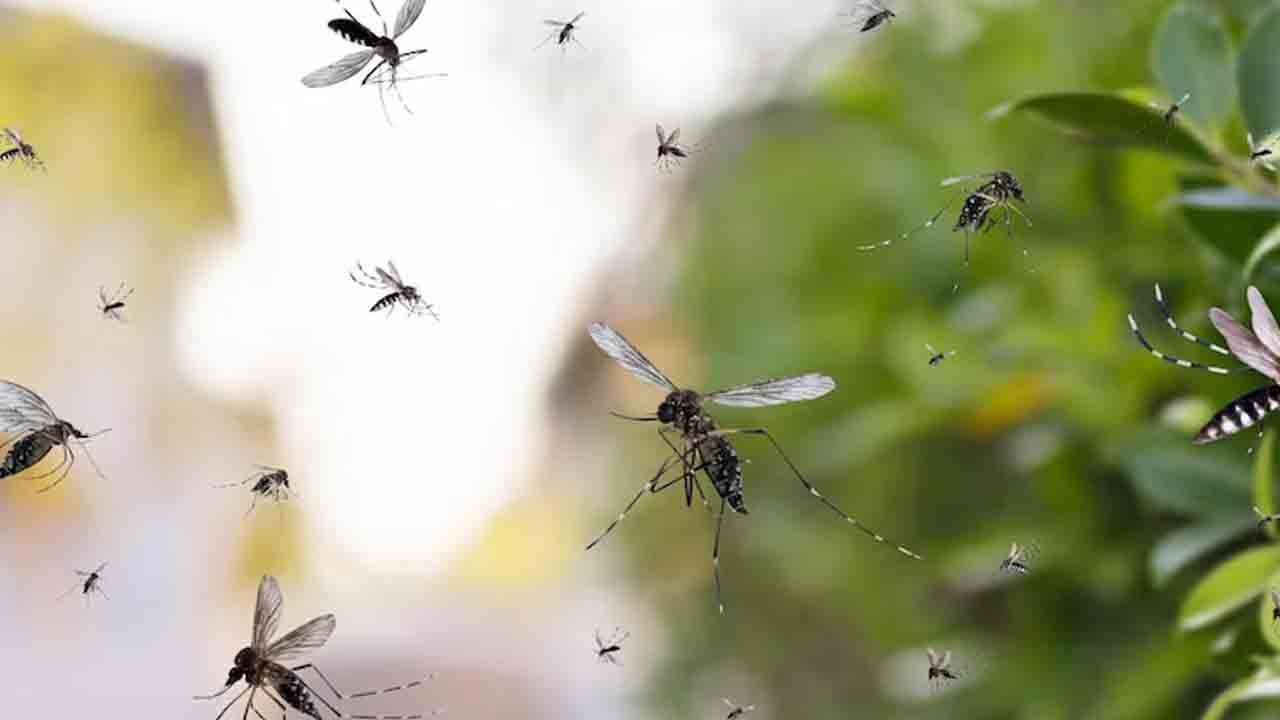 நுளம்புகளை விரட்டியடிக்கும் செடிகள்