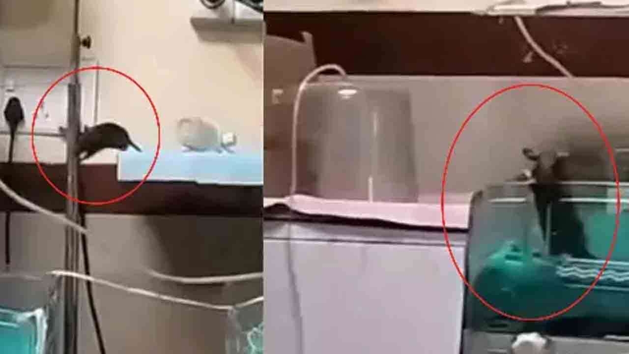 வைத்தியசாலையில் புதிதாக பிறந்த குழந்தைகளை கடித்து குதறிய எலிகள்!