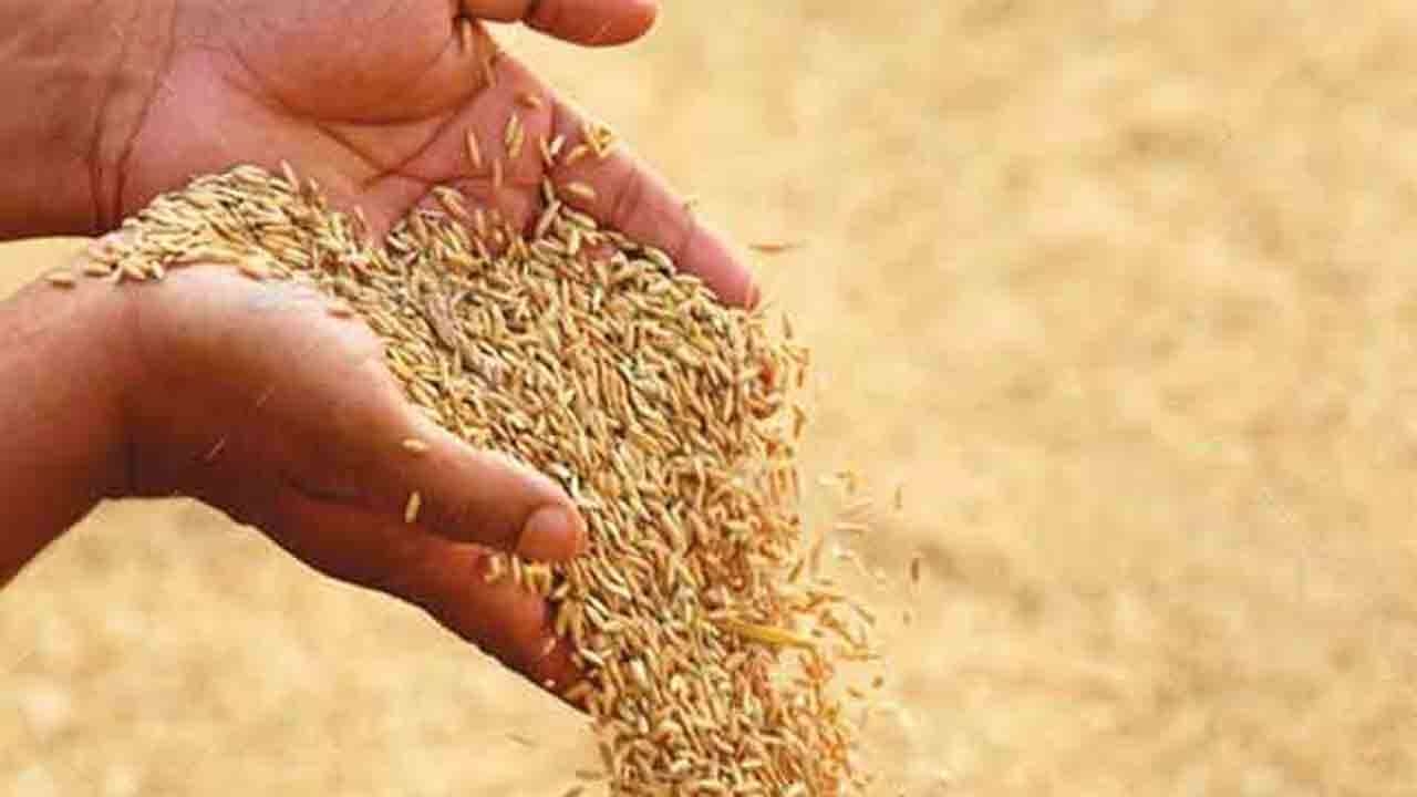  40,000 மெட்ரிக் தொன்னுக்கும் அதிகமான நெல் கொள்முதல்