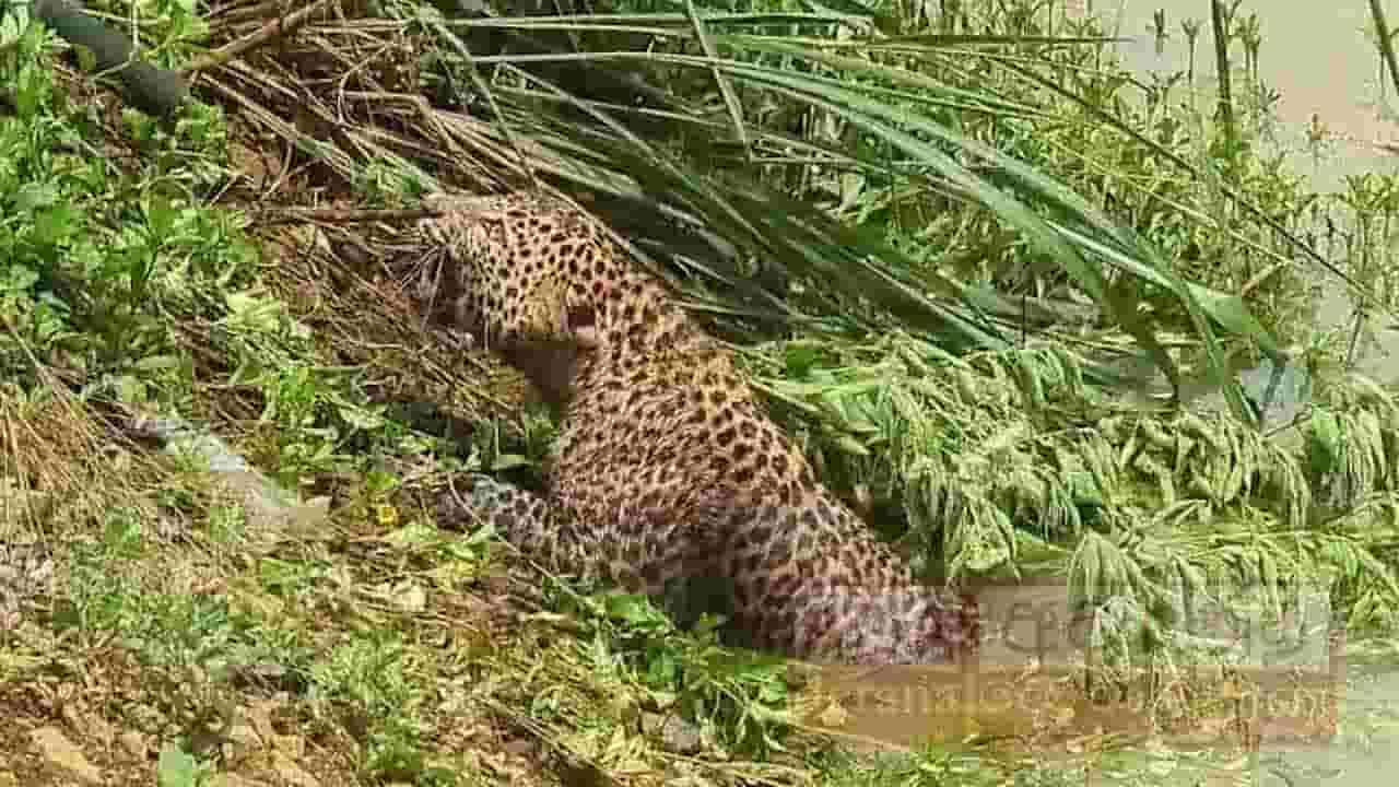 நீரில் விழுந்து உயிருக்கு போராடிய சிறுத்தை உயிருடன் மீட்பு