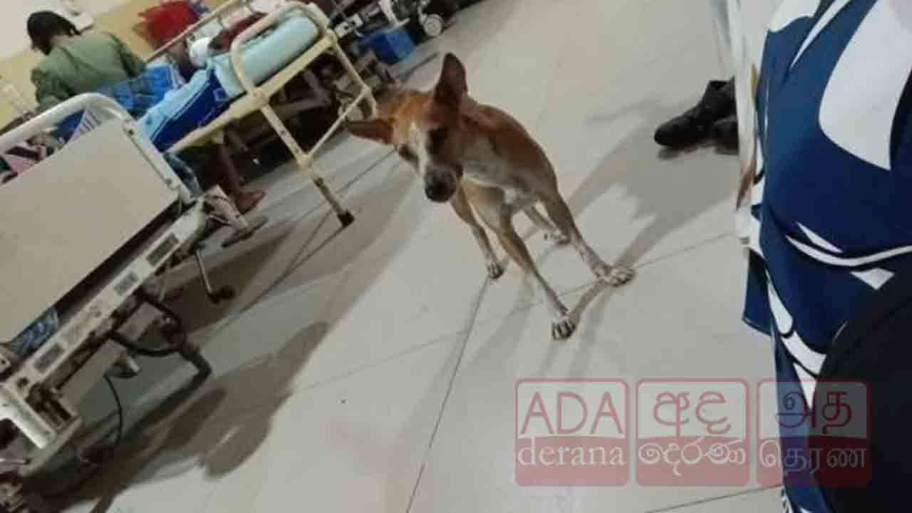 நாயின் பாசம் வெளிப்பட்ட அரிய சம்பவம்