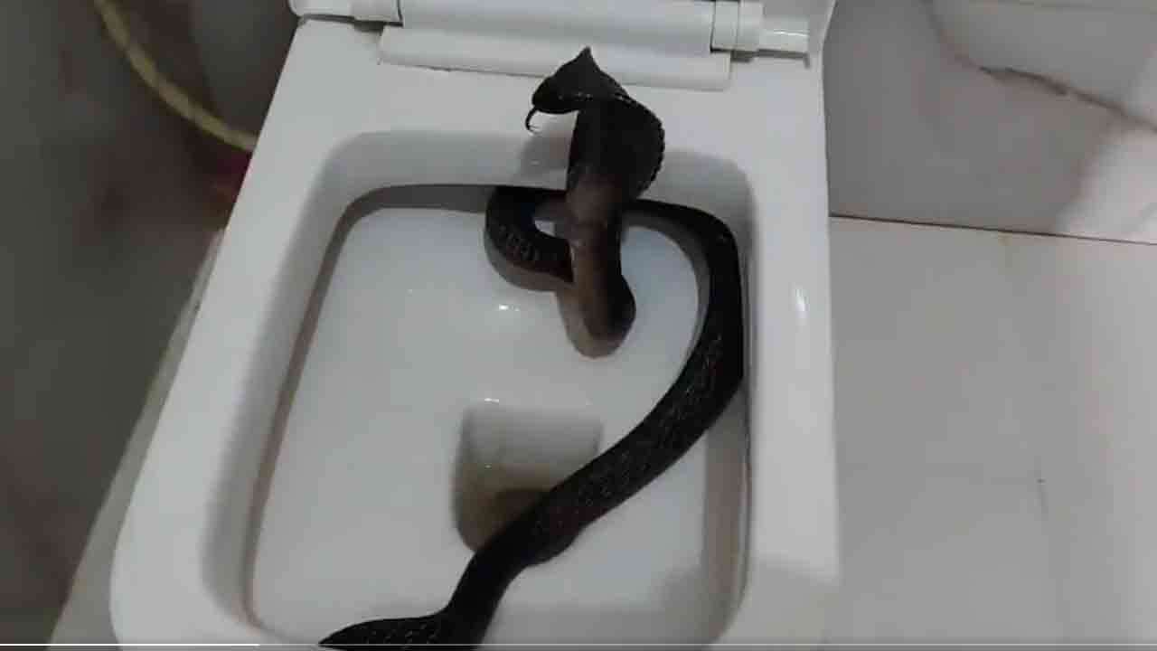 கழிவறையில் இருந்த கரு நாகம்! வைரலாகும் வீடியோ..