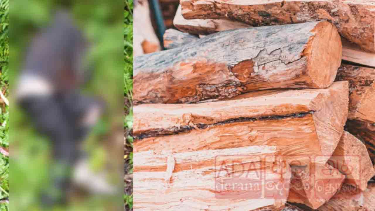 விறகு சேகரிக்க சென்றவர் சடலமாக மீட்பு