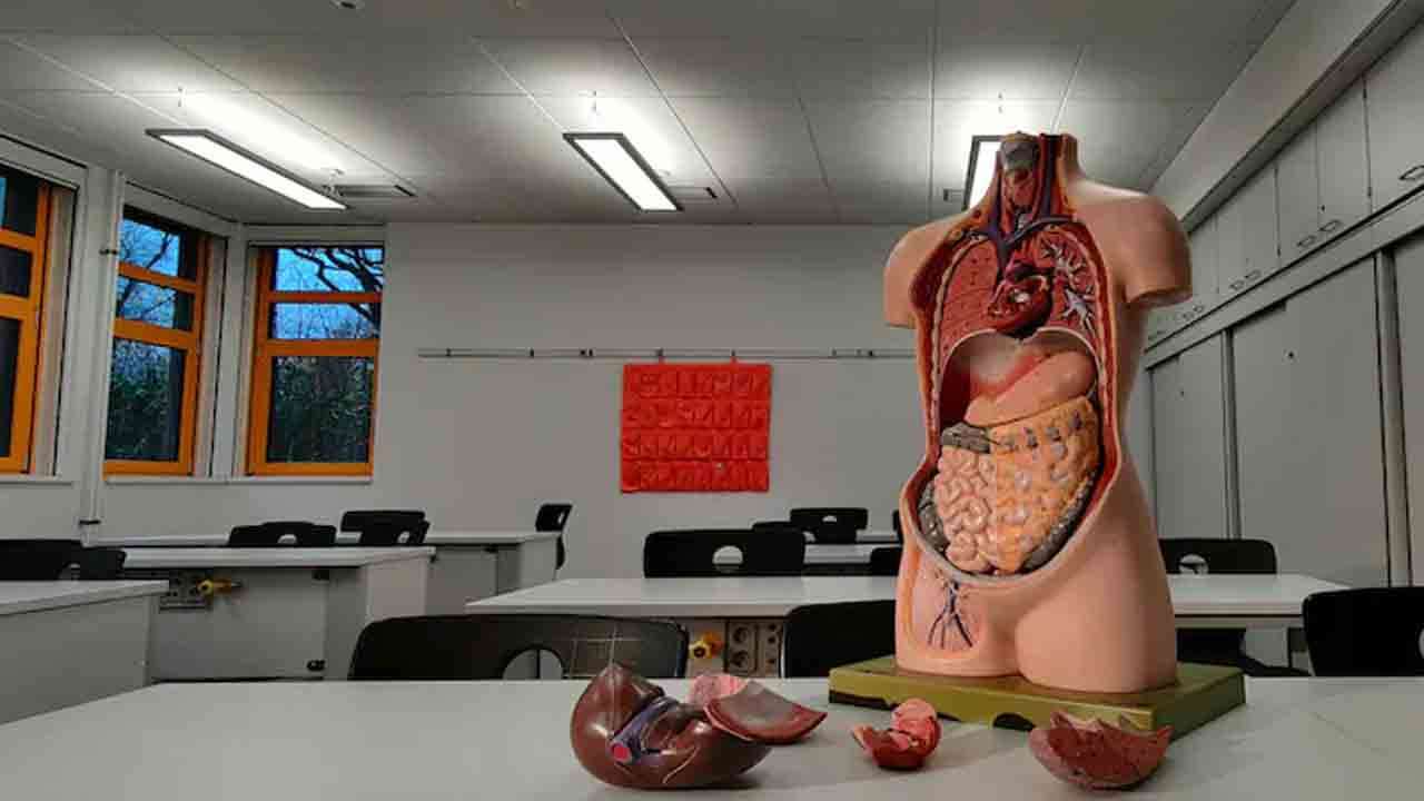 ஆய்வகத்தில் உருவான இதயம், கல்லீரல்!