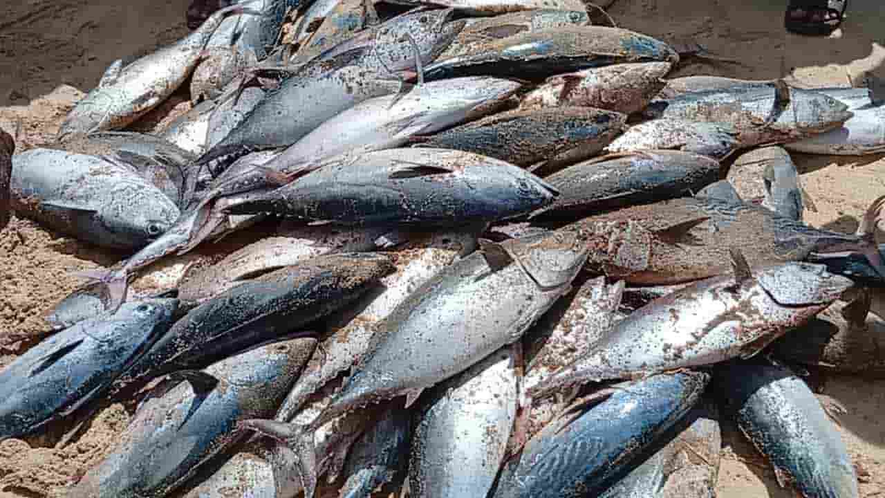  மீனவர்கள் வலையில் சிக்கும் அதிகளவான மீன்கள்!