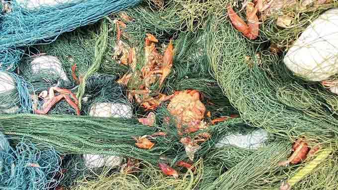 இலங்கை மீனவர்களின் வலைகளில் சிக்சிய ஒரு வகை சிவப்பு நண்டு 