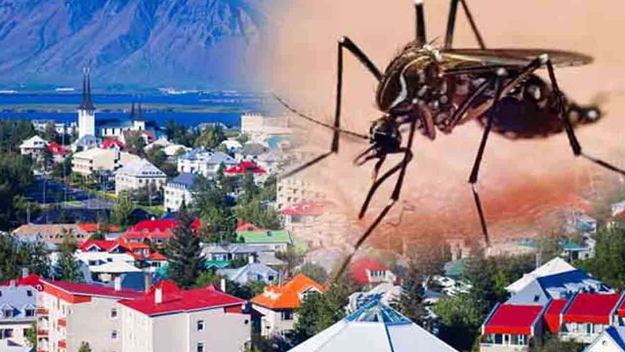 நுளம்பால் பெருமை இழந்த ஐஸ்லாந்து!