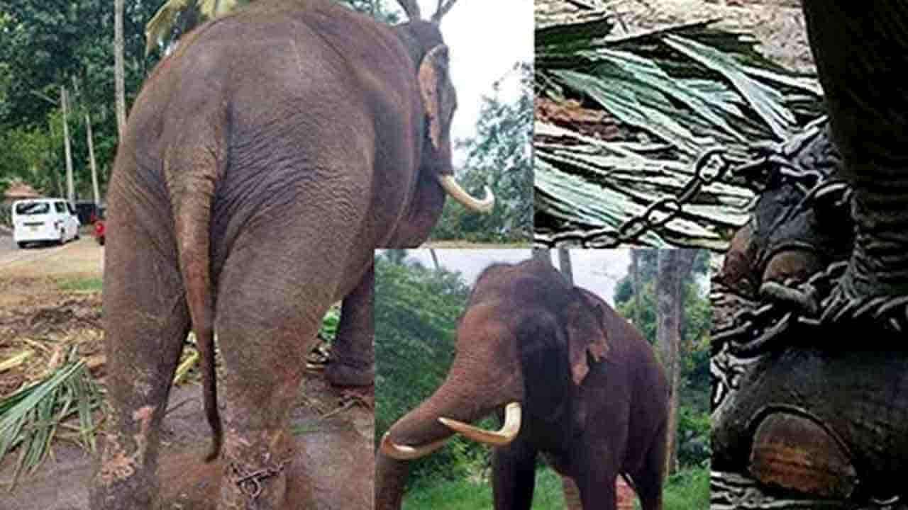 தாய்லாந்து யானைகள் குறித்து ஆராய குழுவொன்று நியமனம்