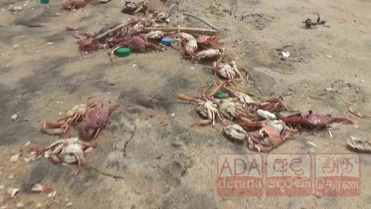 மட்டக்களப்பில் கரையொதுங்கி வரும் நண்டுகள்!