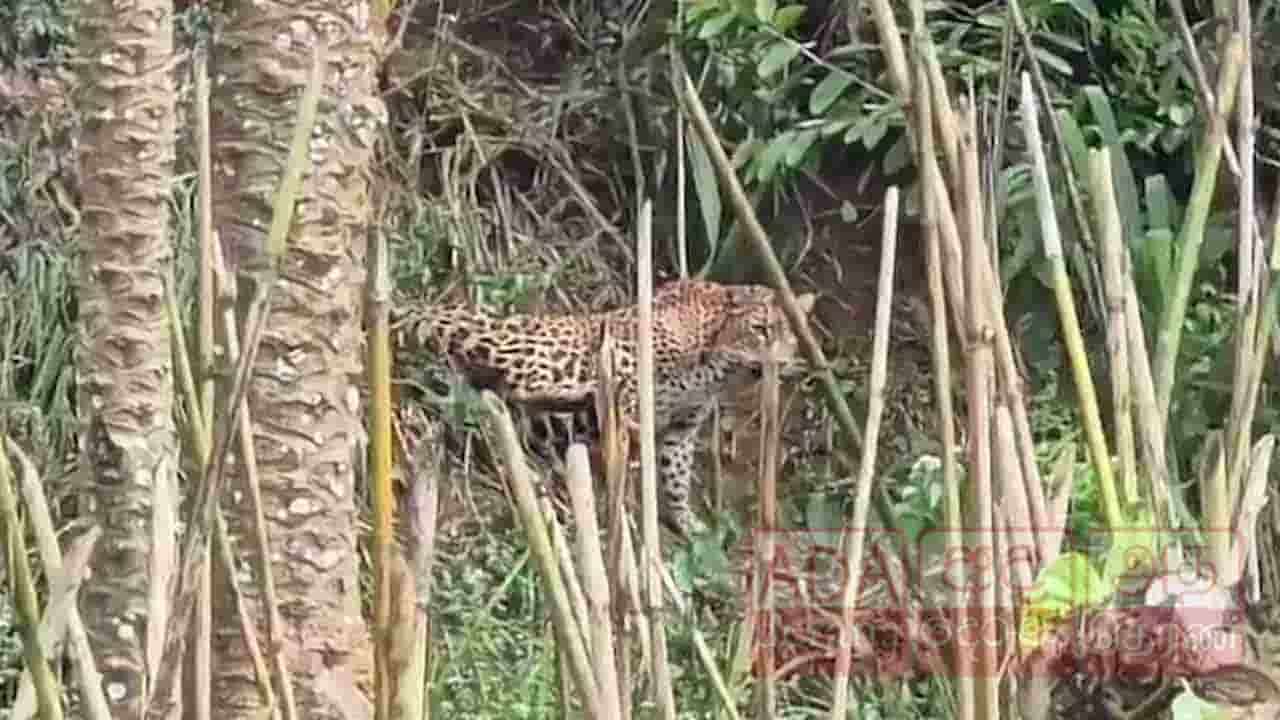 பொறியில் சிக்கிய சிறுத்தை புலியை மீட்கும் பணிகள் 