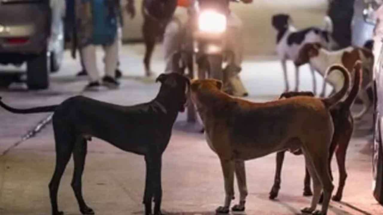 தெரு நாய்கள் பாதுகாப்பு வசதிகளை அறிமுகப்படுத்தல்