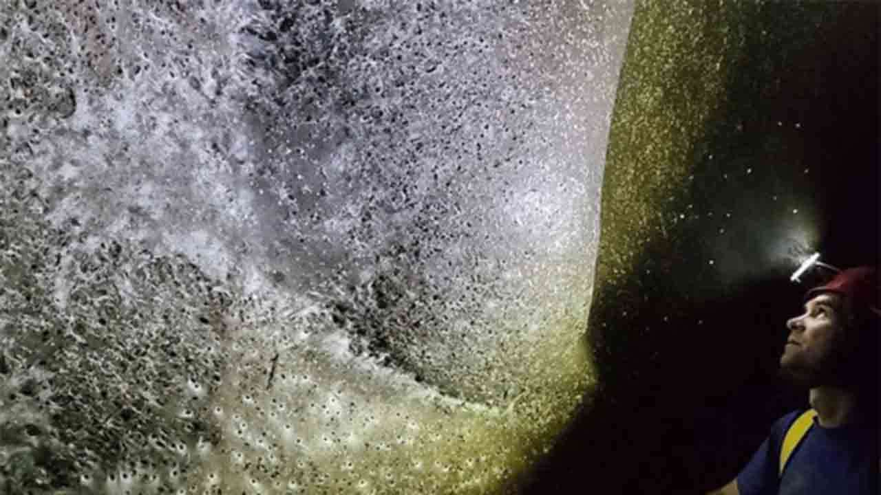 உலகின் மிகப்பெரிய கூட்டுச் சிலந்தி வலை கண்டுபிடிப்பு