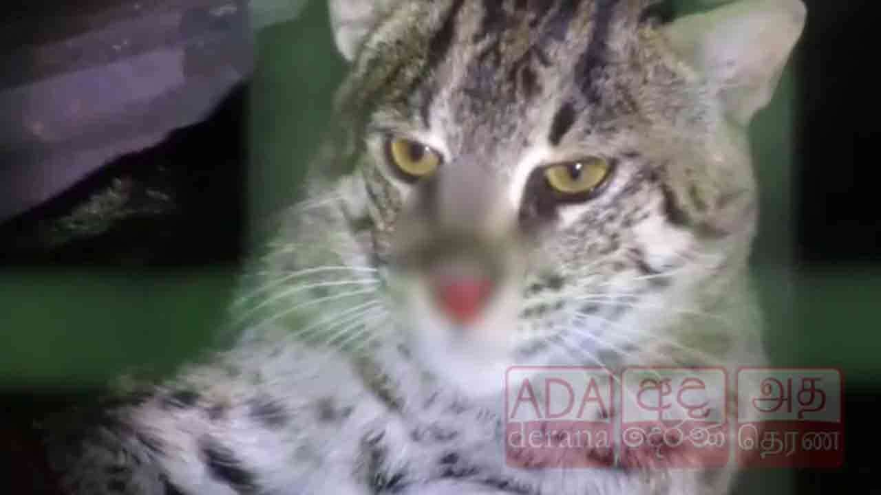 ஆலயத்திற்குள் சிக்கிய சிறுத்தைப் புலி