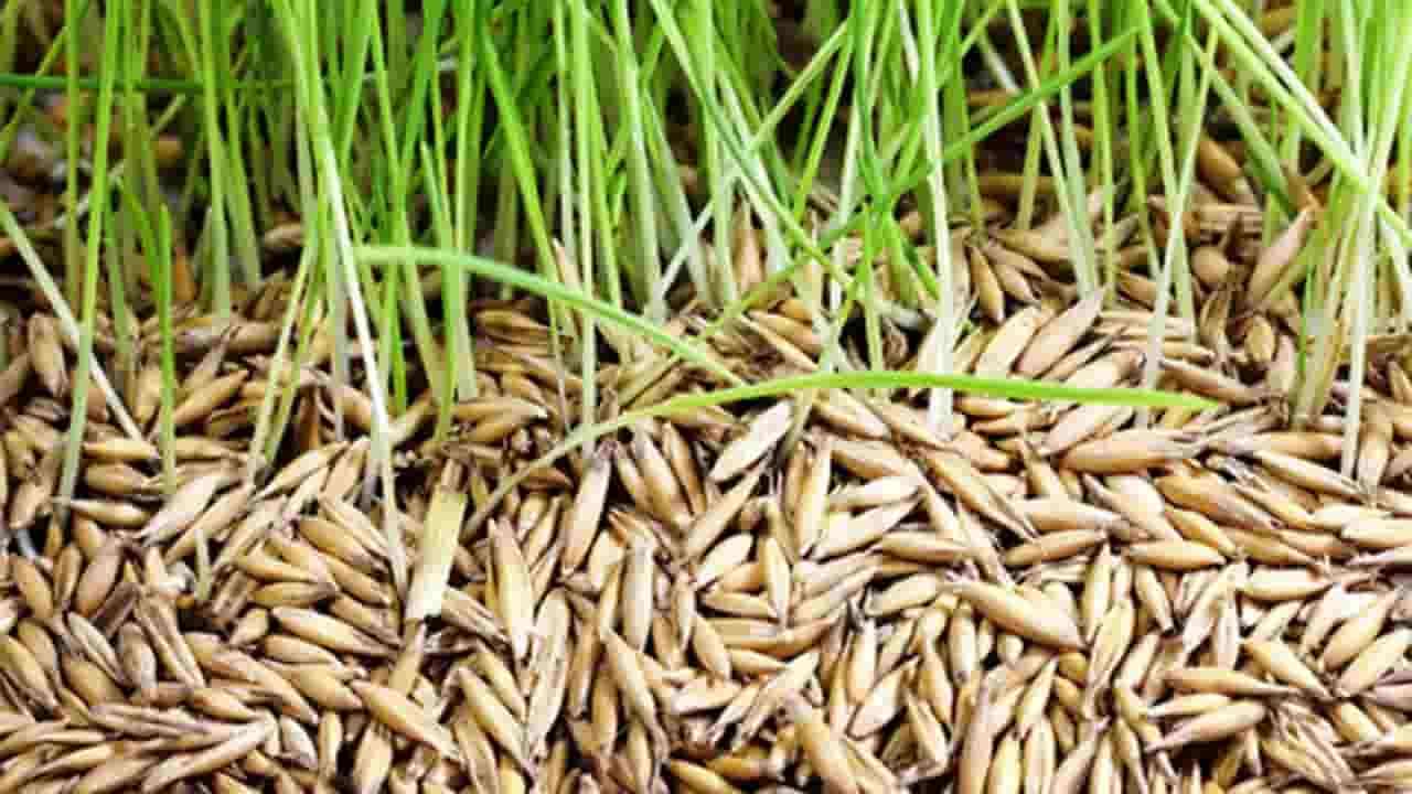 விதை நெல் உற்பத்திக்கு காப்புறுதித் திட்டம் அறிமுகம்