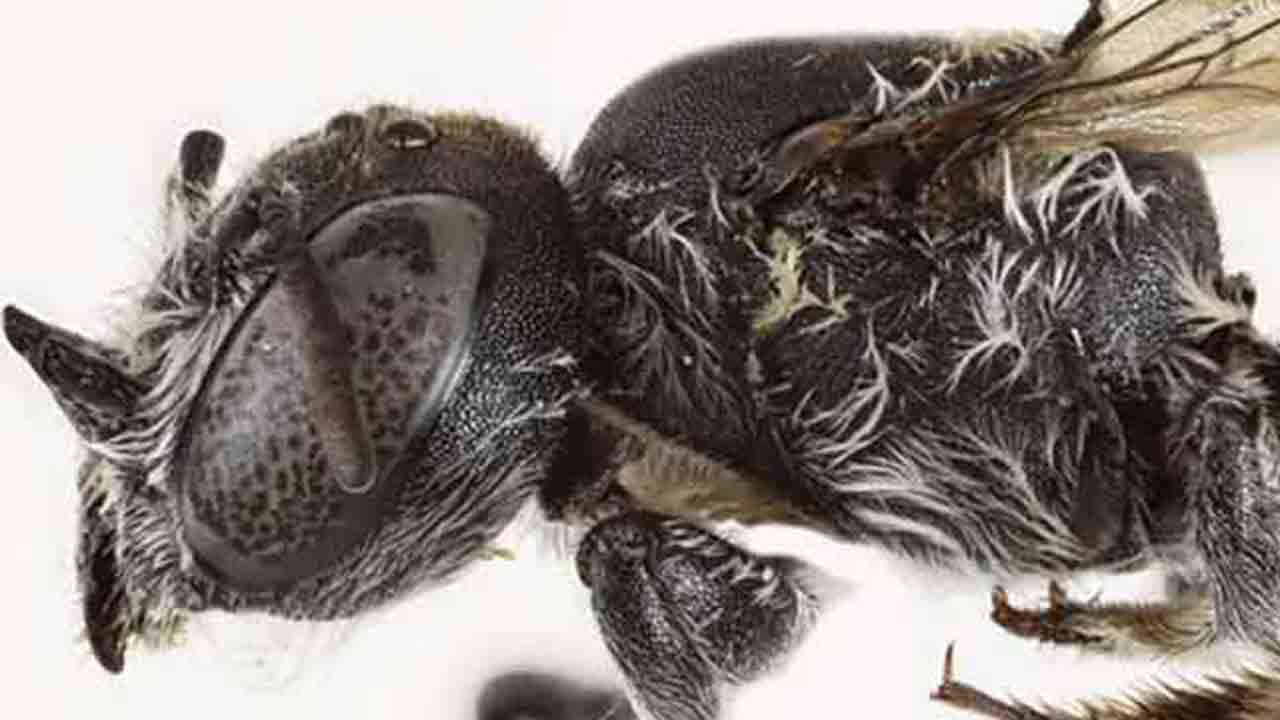 'லூசிஃபர்' என்ற புதிய கொம்புடைய தேனீ இனம் கண்டுபிடிப்பு!