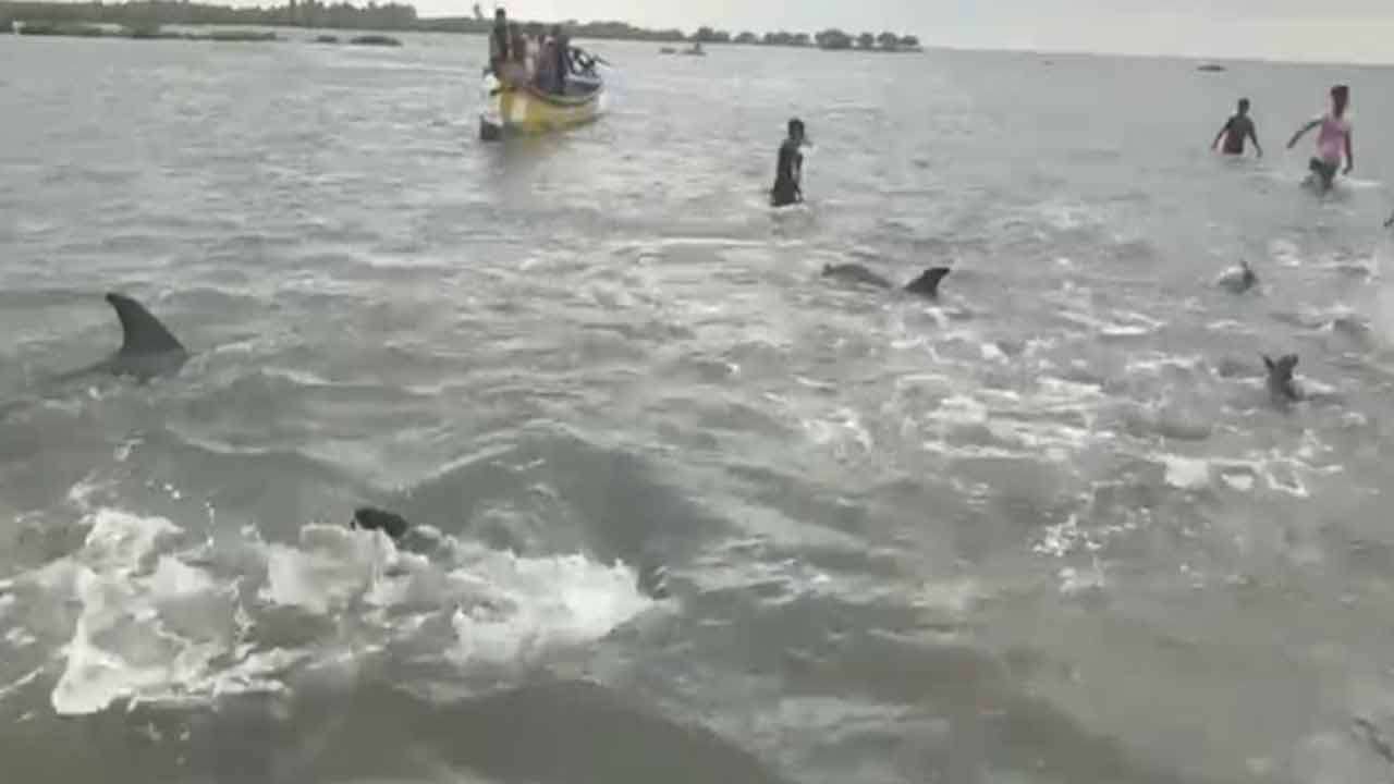 கடற்கரைக்கு முதல் முறையாக கூட்டமாக வந்த டொல்பின்கள்: பொதுமக்கள் ஆச்சரியம்!