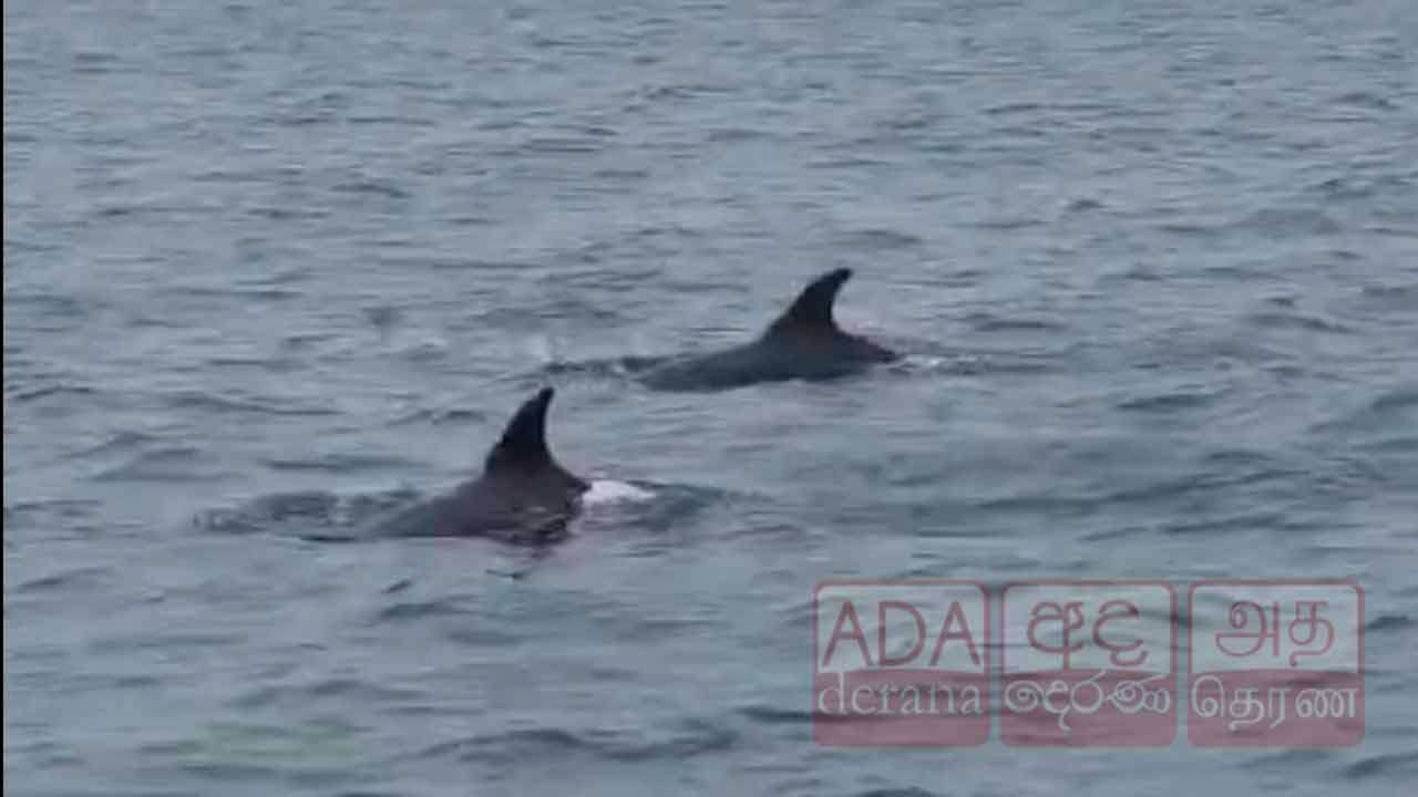ராமநாதபுரம் கடற்கரையோர பகுதிகளில் உலா வரும் டொல்பின்கள் 