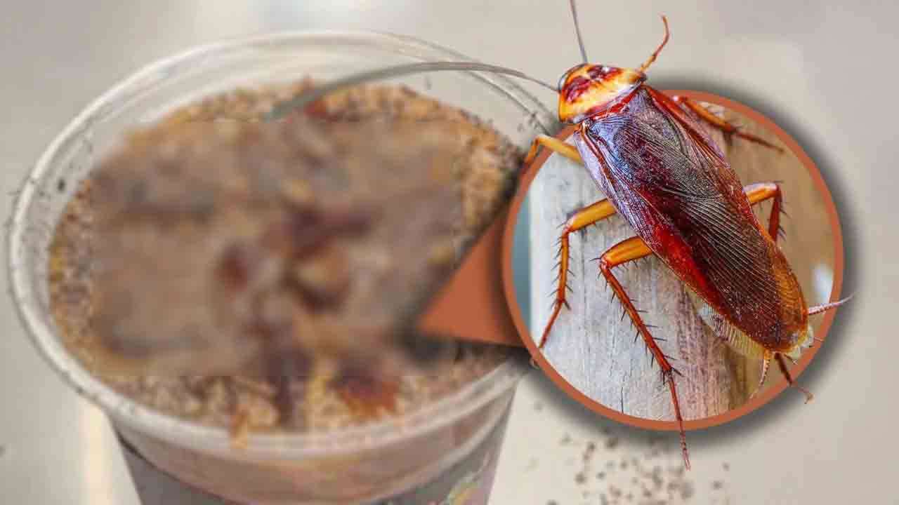 சீனாவில் அறிமுகமான கரப்பான் கோப்பி