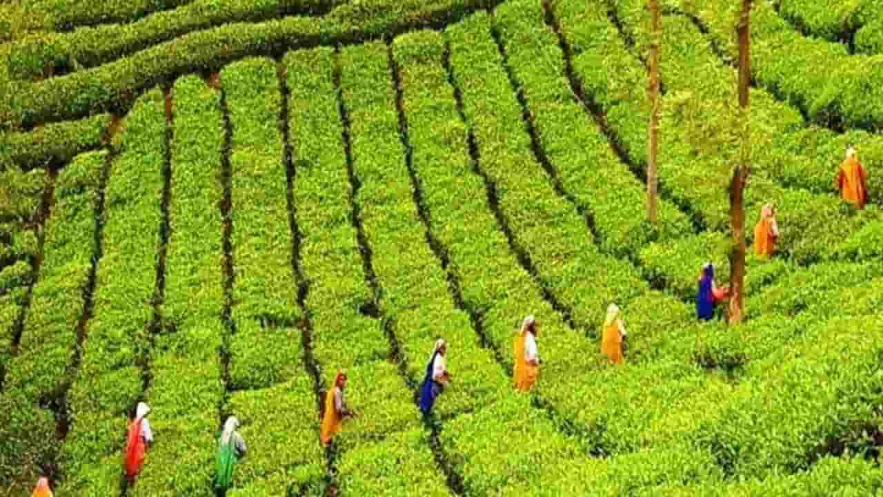 பிளிகண்டாமலை தோட்ட நிர்வாகத்திற்கு எதிராக நீதிமன்றம் தடை உத்தரவு