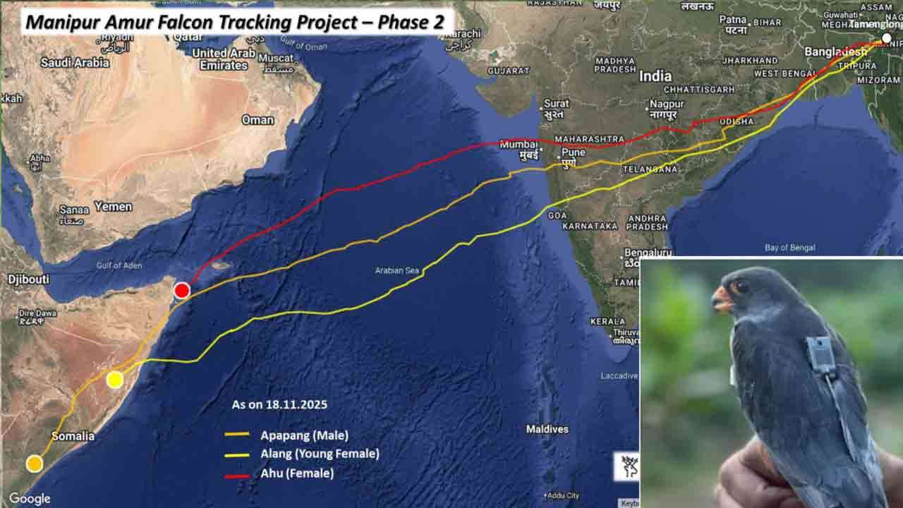 6,100 கி.மீ. இடைவிடாத பயணம் - 'அமூர் வல்லூறு’வின் வியக்க வைக்கும் சாதனை!