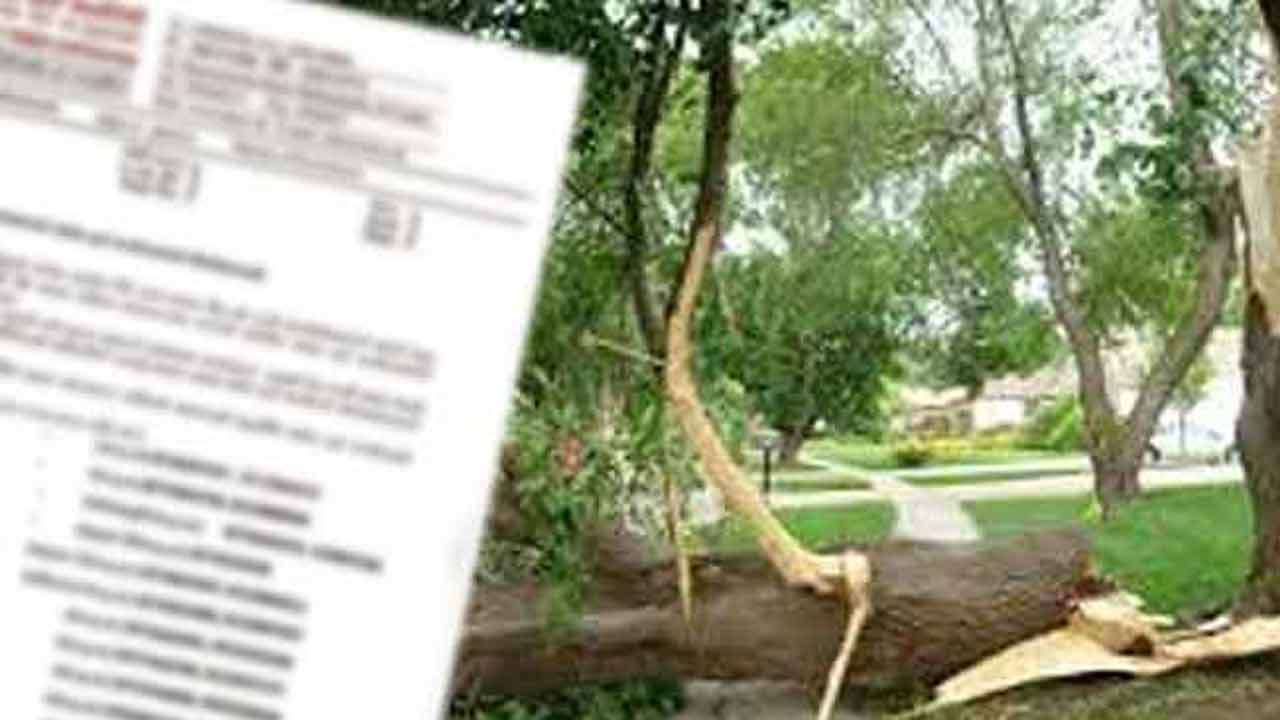 ஆபத்தான மரங்களை அகற்ற அவசர இலக்கங்கள் அறிமுகம்