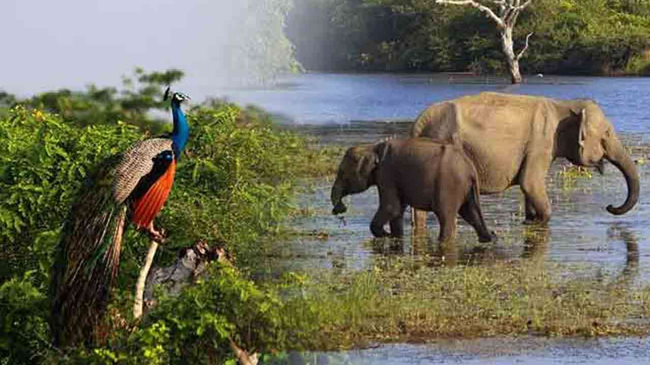 தேசிய பூங்காக்கள் மற்றும் சுற்றுலா விடுதிகள் நாளை முதல் திறப்பு