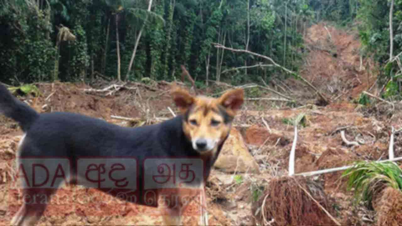 ஒரே குடும்பத்தை சேர்ந்த 7 பேரின் சடலங்களை மீட்க உதவிய நாய்!