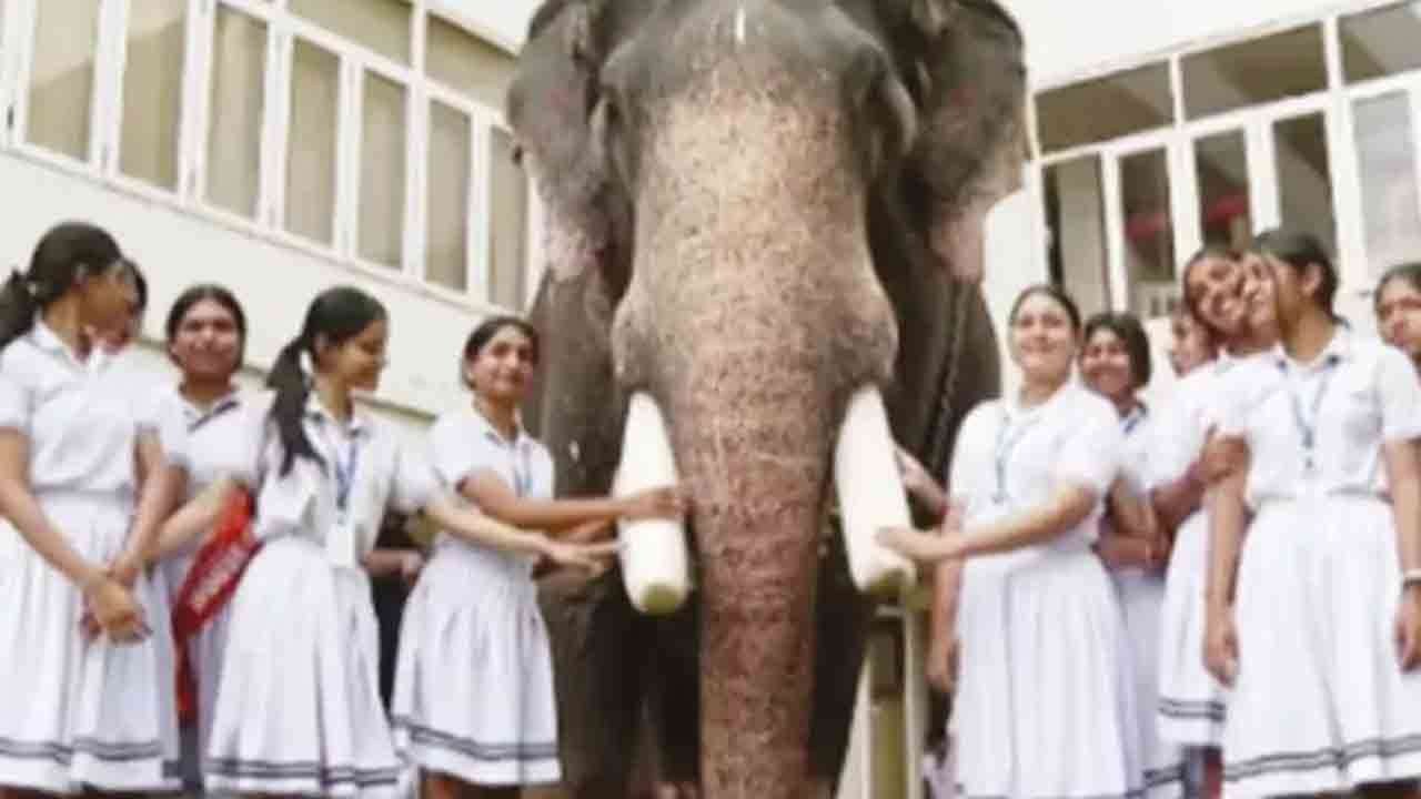 செல்ல பிராணிகள் கண்காட்சிக்கு யானையை அழைத்து வந்த மாணவி