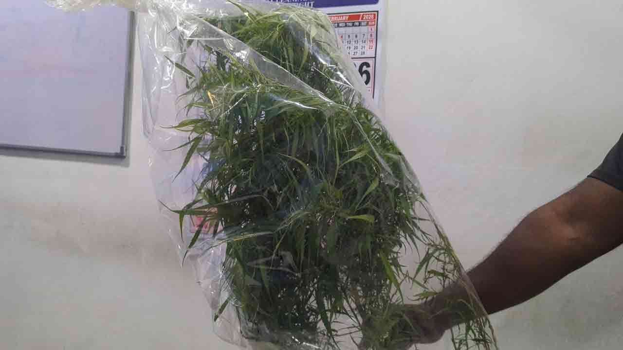 வவுனியாவில் கஞ்சாசெடி வளர்த்த ஒருவர் கைது!