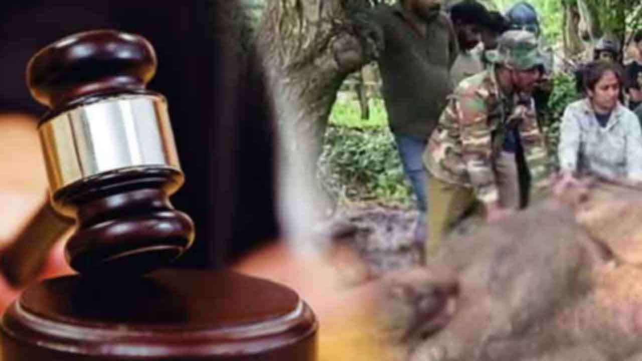 யானைக்கு தீவைத்த சம்பவம் - சந்தேநபர்கள் மீண்டும் விளக்கமறியலில்