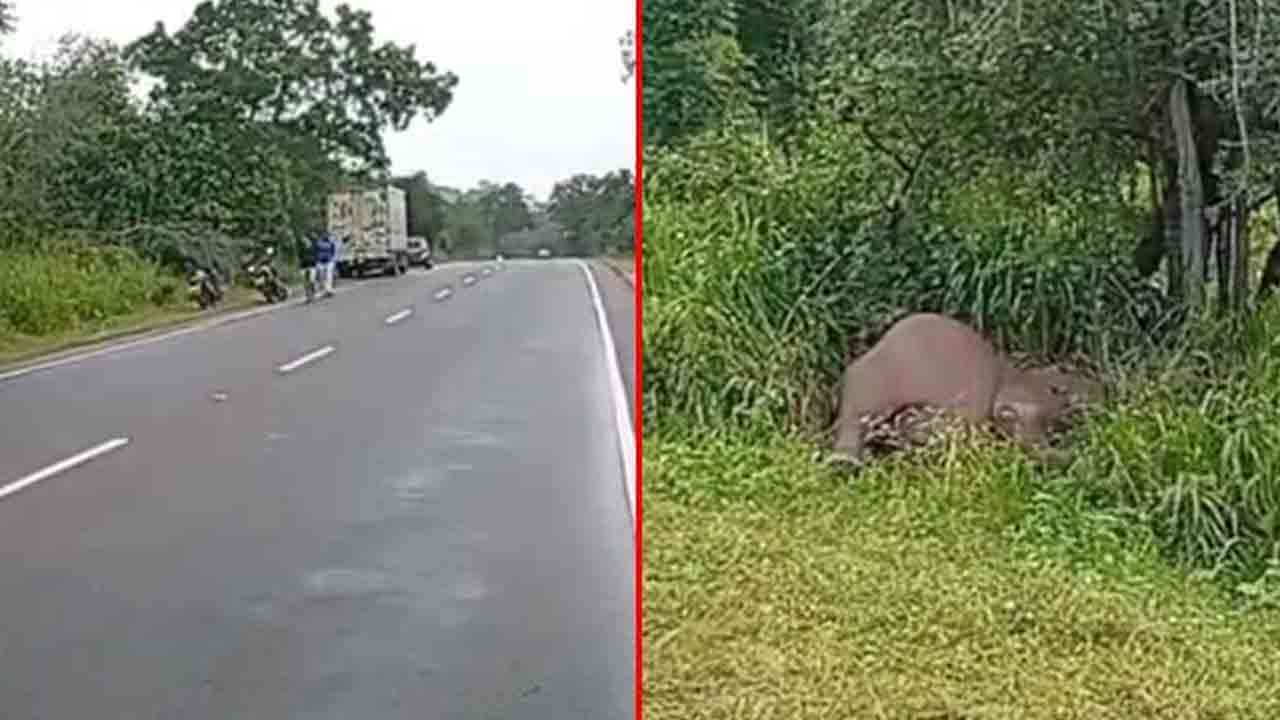 வேனுடன் மோதிய  காட்டு யானை: இருவர் காயம்.. யானை பலி