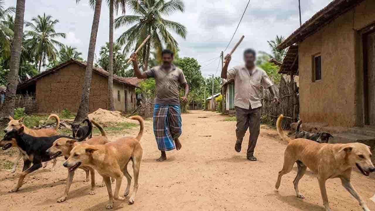 கல்முனையில் இறைச்சிக்காக நாய்கள் கொலை!