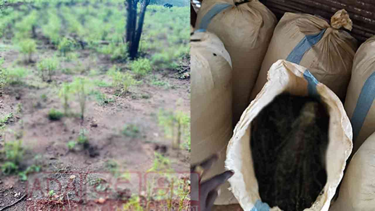 கஞ்சாவுடன் நால்வர் கைது 