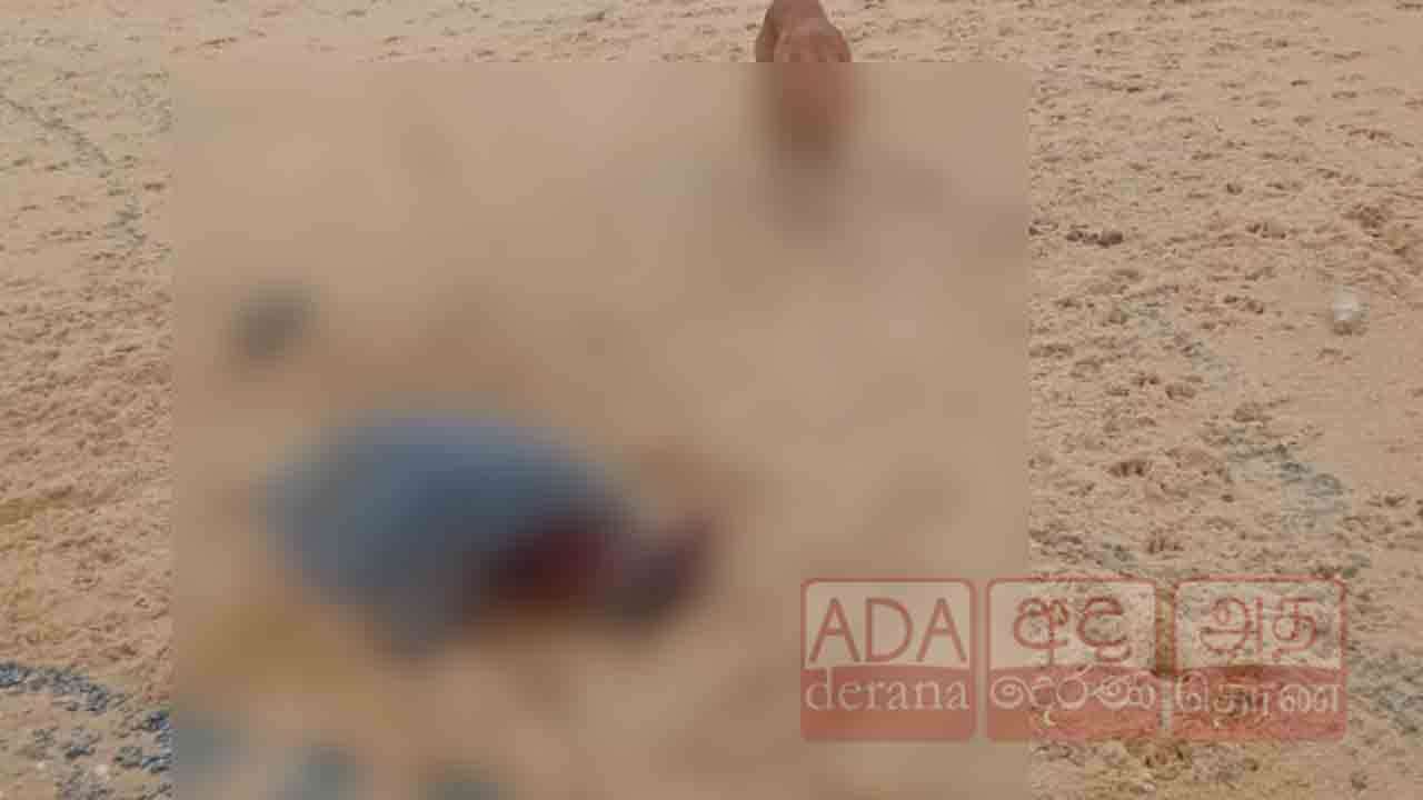 இறந்த நிலையில் கரையொதுங்கும் ஆமைகள்!