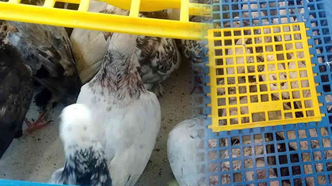 விலை உயர் புறாக்களுடன் நெடுந்தீவில் மூவர் கைது!