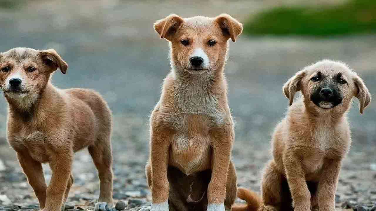 500 தெருநாய்கள் விஷம் வைத்துக்கொலை!