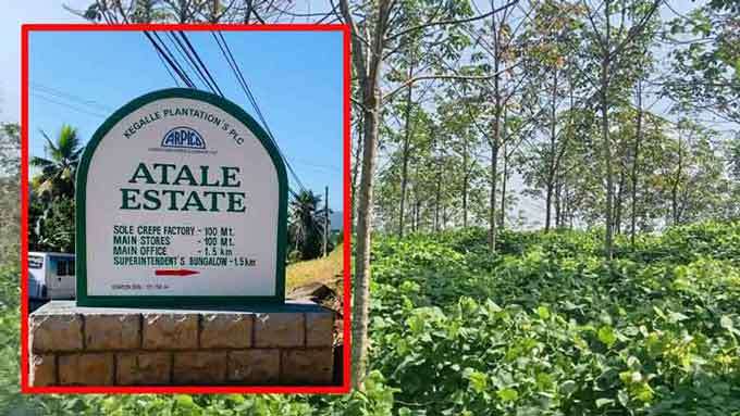 அட்டாலே எஸ்டேட்: இலங்கையின் மிகப்பெரிய ரப்பர் தோட்டத்தின் நூறாண்டு நிர்வகிப்பு மற்றும் நிலைத்தன்மை