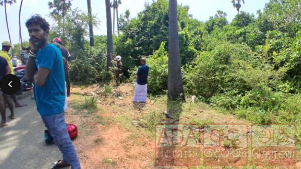 பனை மரத்துடன் மோட்டார் சைக்கிள் மோதியதில் ஒருவர் பலி