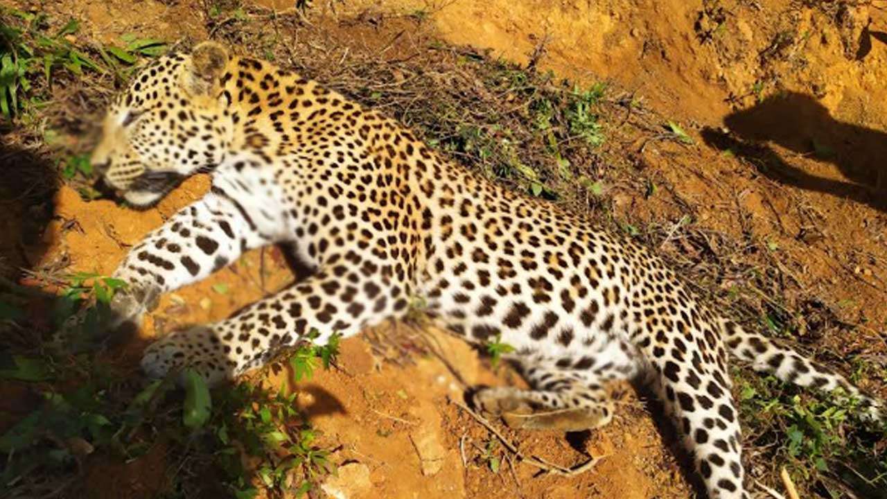 தேயிலைத் தோட்டத்தில் வலையில் சிக்கி உயிரிழந்த சிறுத்தை!