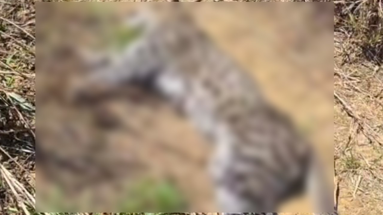 ஹட்டனில் சிறுத்தை ஒன்று உயிரிழந்த நிலையில் மீட்பு