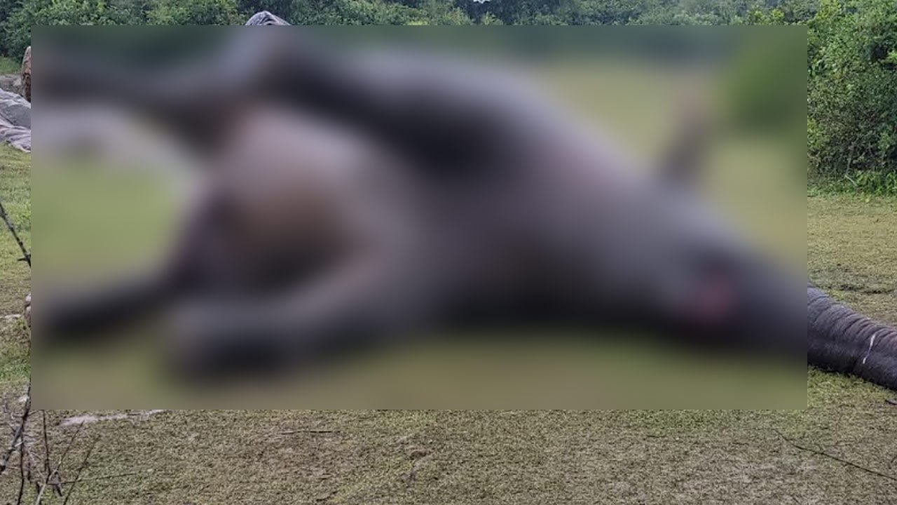 உயிரிழந்த நிலையில் கண்டுபிடிக்கப்பட்ட காட்டுயானை! 