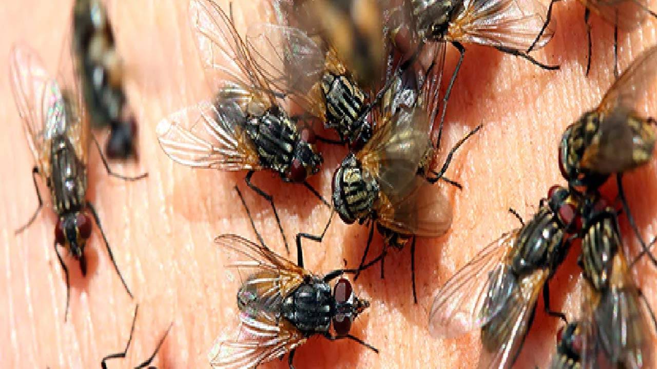 வீட்டில் ஈக்கள் வர தொடங்கிவிட்டதா?