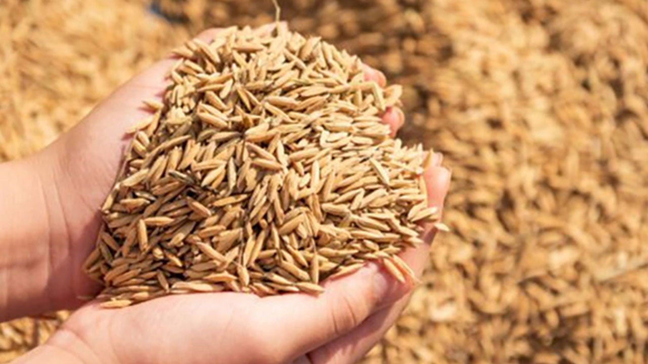 2025 - 2026 பெரும்போக நெல் கொள்வனவு விலைகள் அறிவிப்பு