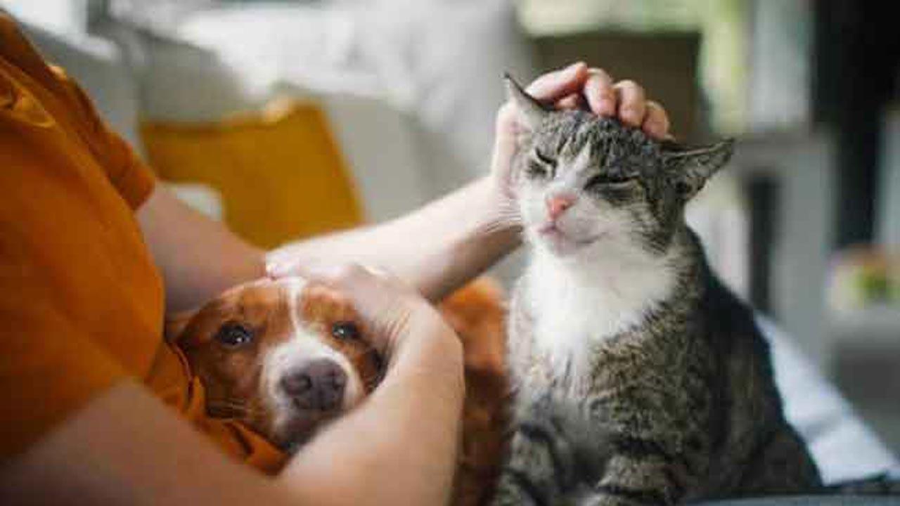 பூனைகளால் பரவும் நீர்வெறுப்பு நோய்; எச்சரிக்கிறது சுகாதாரத்துறை!