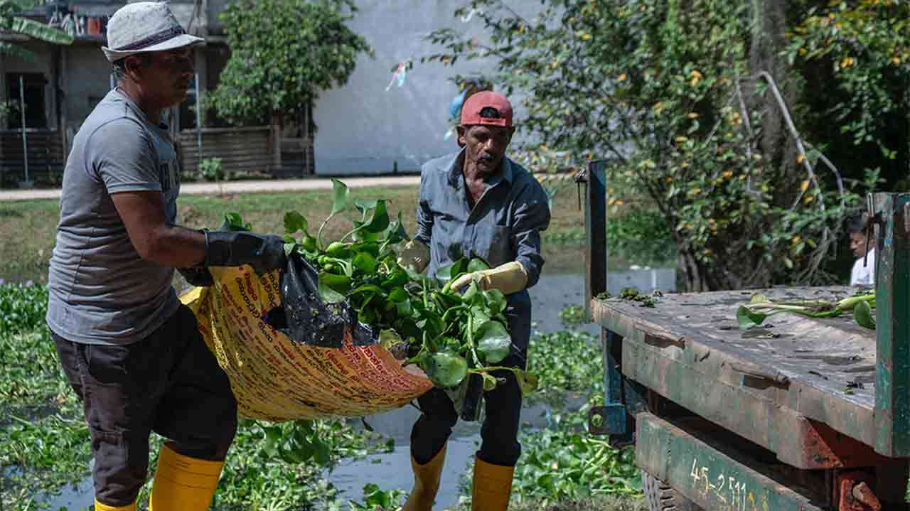 ஜப்பான் ஜபர (Water Hyacinth) ஊடாக வாழ்வாதார வாய்ப்புகளை உருவாக்கும் ‘Hyacinthesis’ ஊக்குவிப்புத் திட்டம் ஆரம்பம்