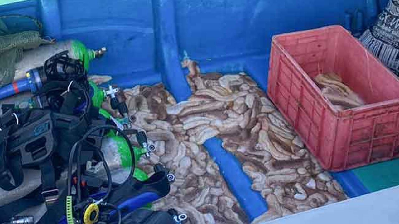 இரணைதீவில் சட்டவிரோத கடல் அட்டை வேட்டை: 10 பேர் கைது