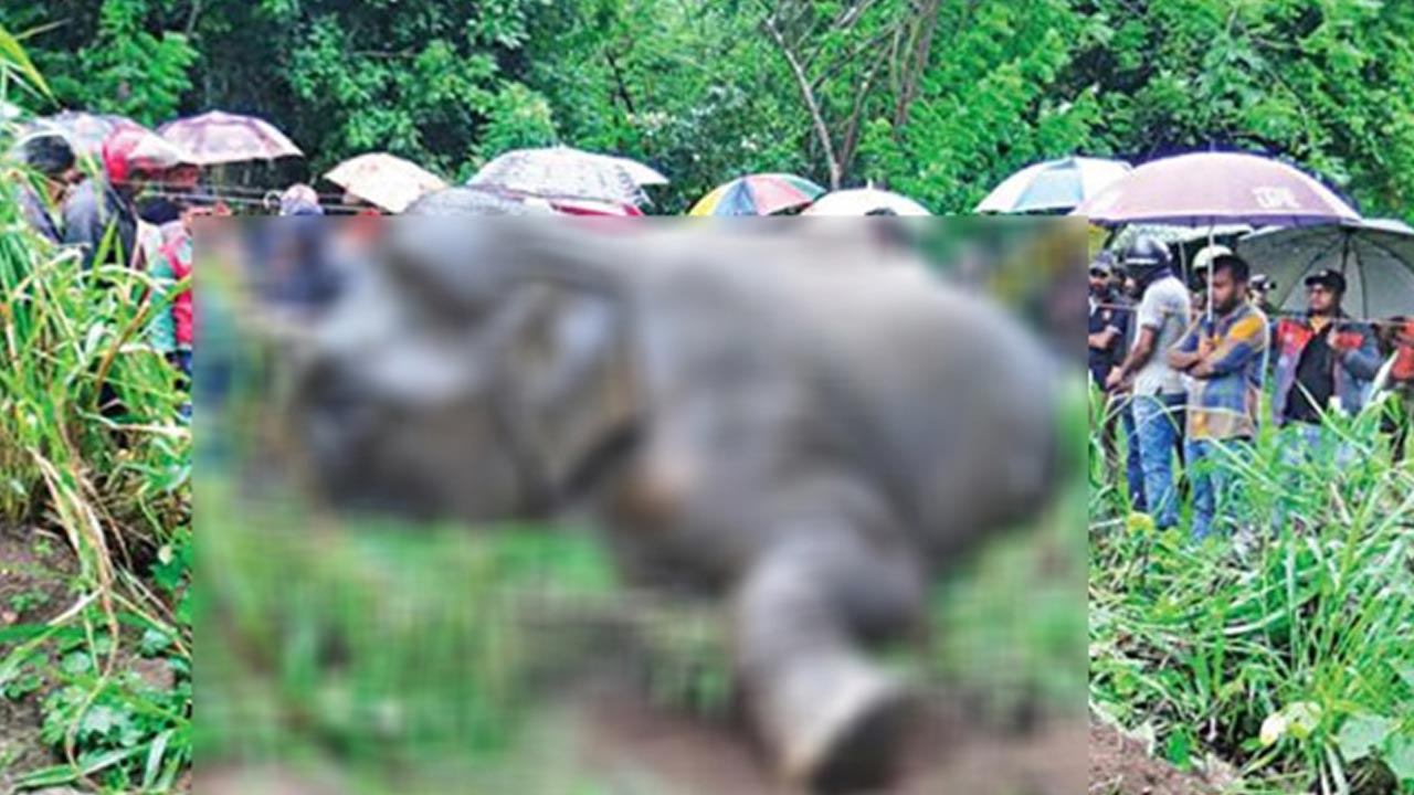 50 நாட்களில் 44 காட்டு யானைகள் பலி