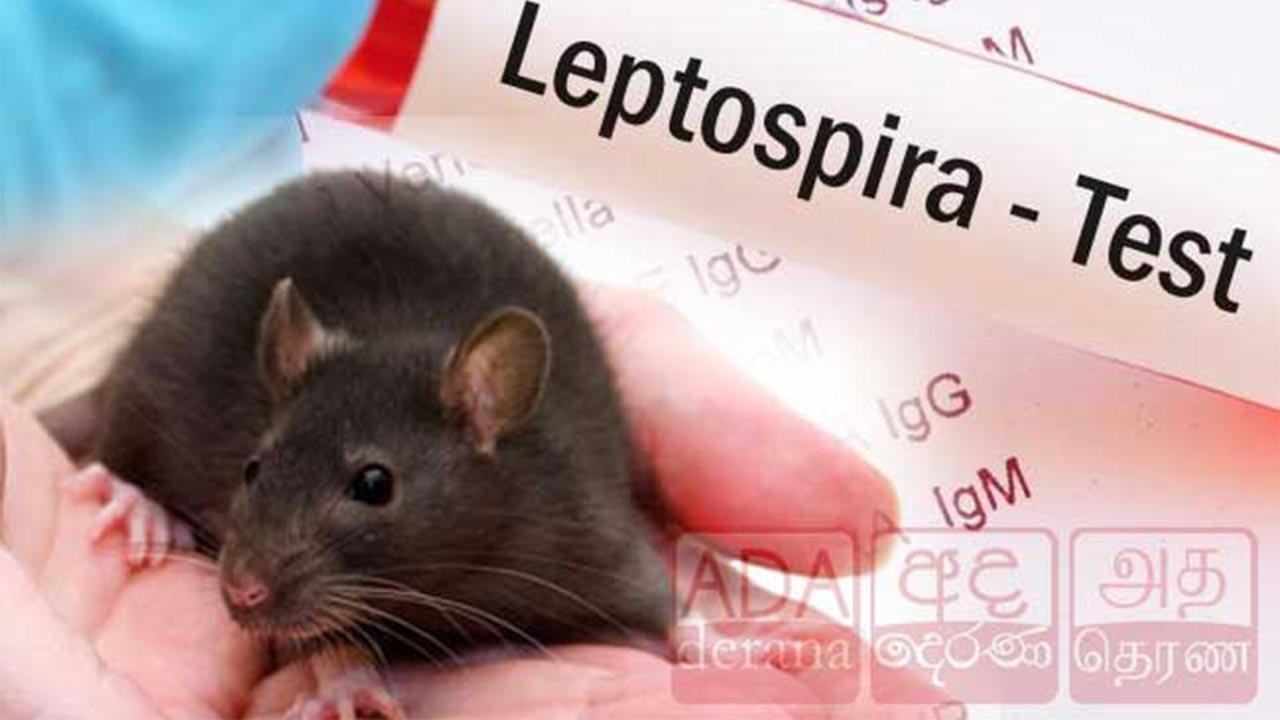 இலங்கையில் மிரட்டும் எலி காய்ச்சல்: 1,800 பேர் பாதிப்பு!